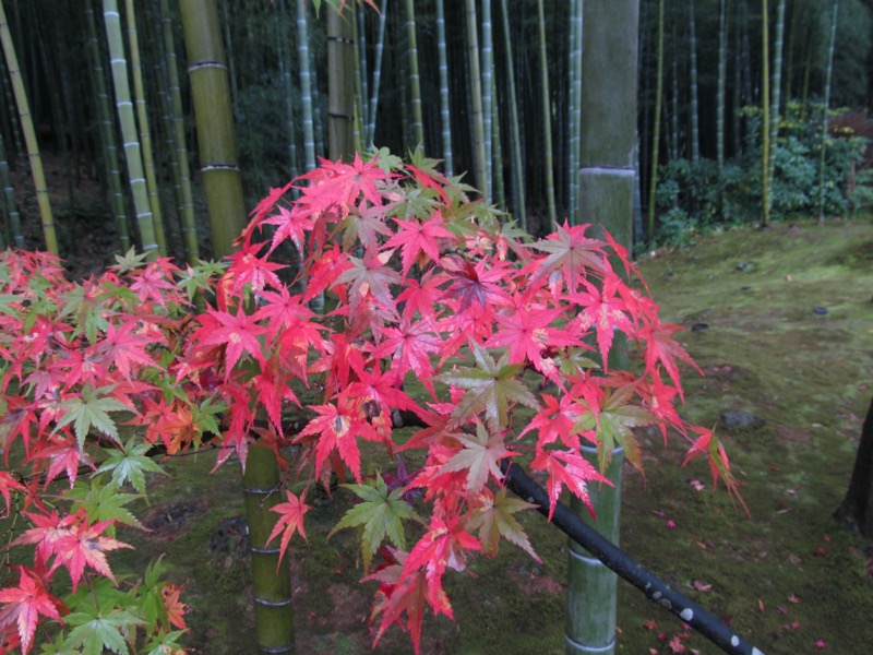 箕面&嵐山