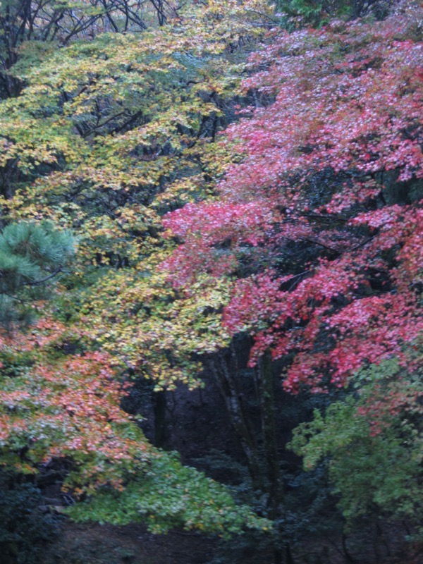 箕面&嵐山