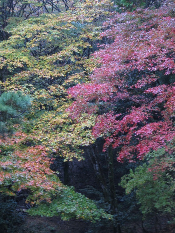 箕面＆嵐山