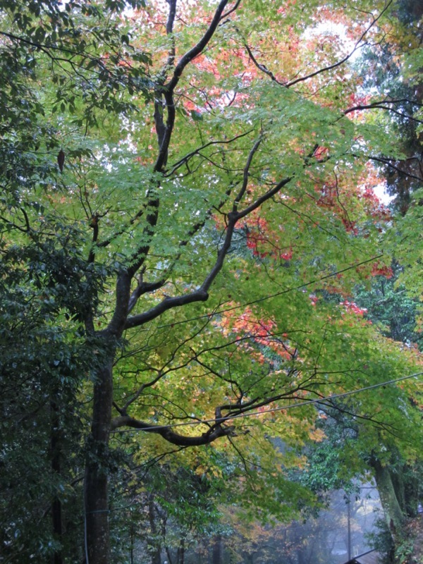 箕面&嵐山
