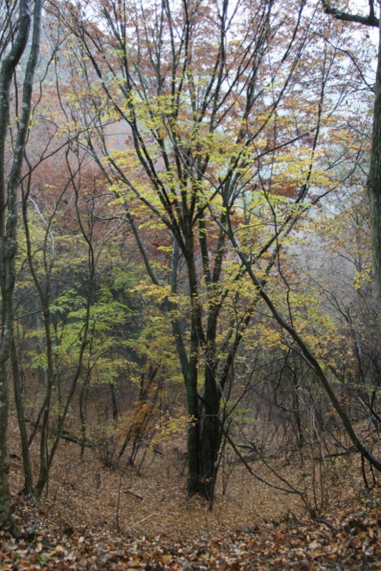 羅漢寺山