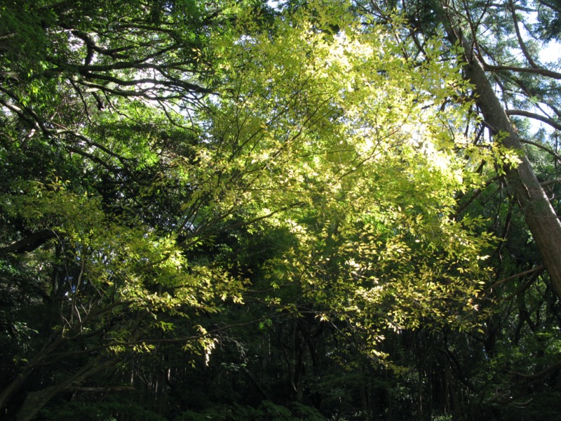 天城峠