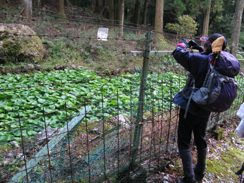 天城峠