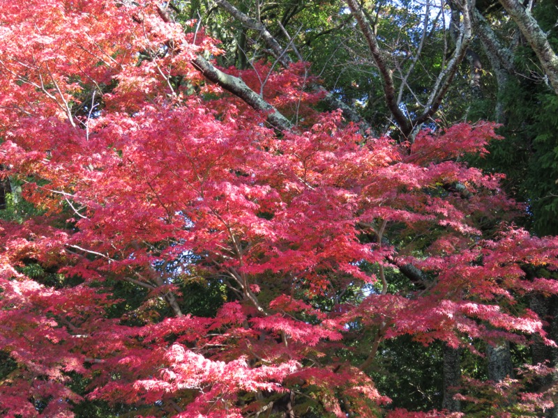 奥久慈・男体山