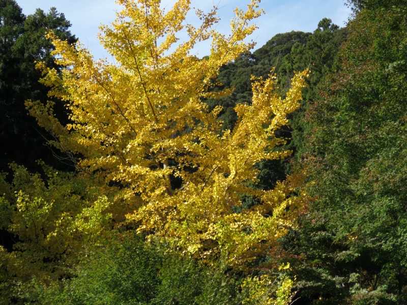 天城峠