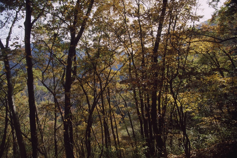 倉岳山