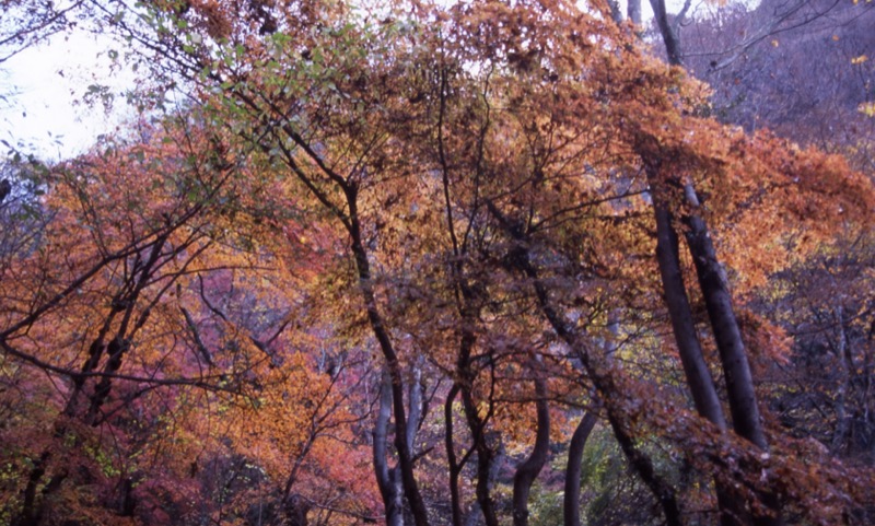 奥久慈・男体山