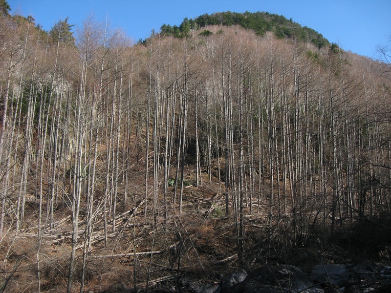 甲武信ヶ岳