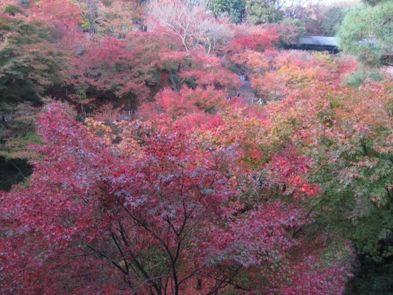 京都弾丸ツアー