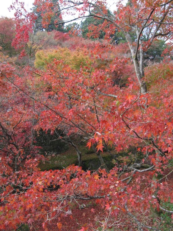 京都弾丸ツアー