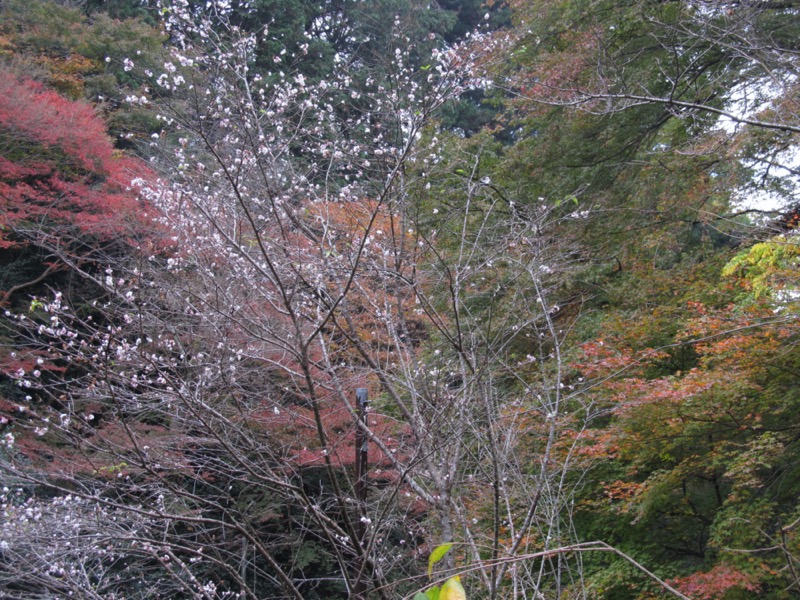 京都弾丸ツアー