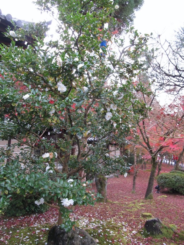 京都弾丸ツアー