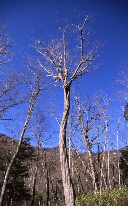 甲武信ヶ岳