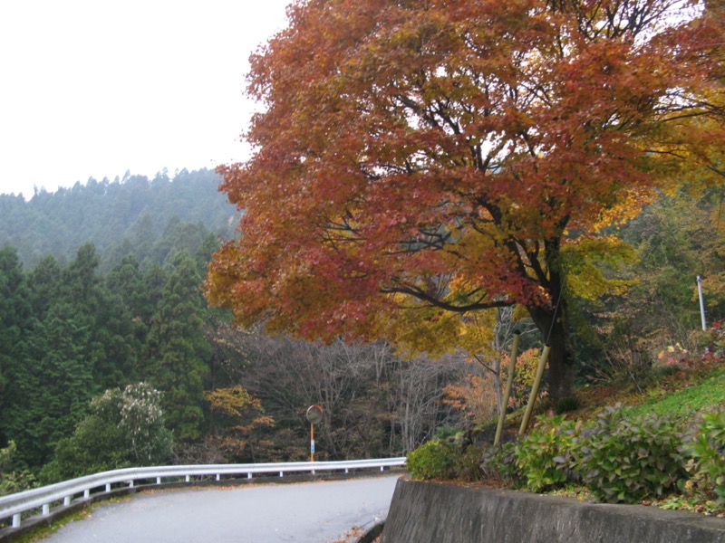 桜山