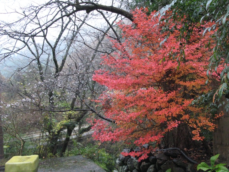 桜山