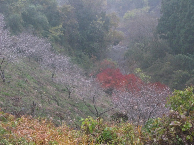 桜山