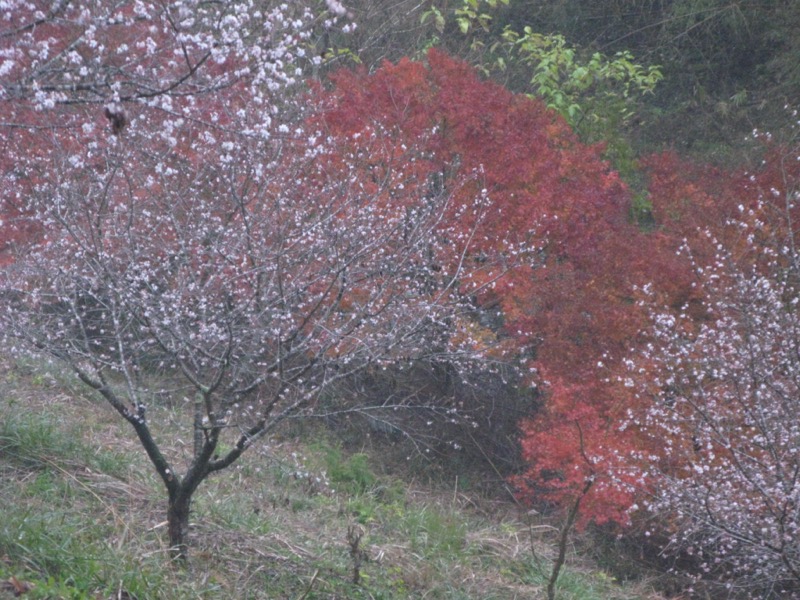 桜山