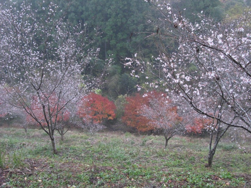 桜山