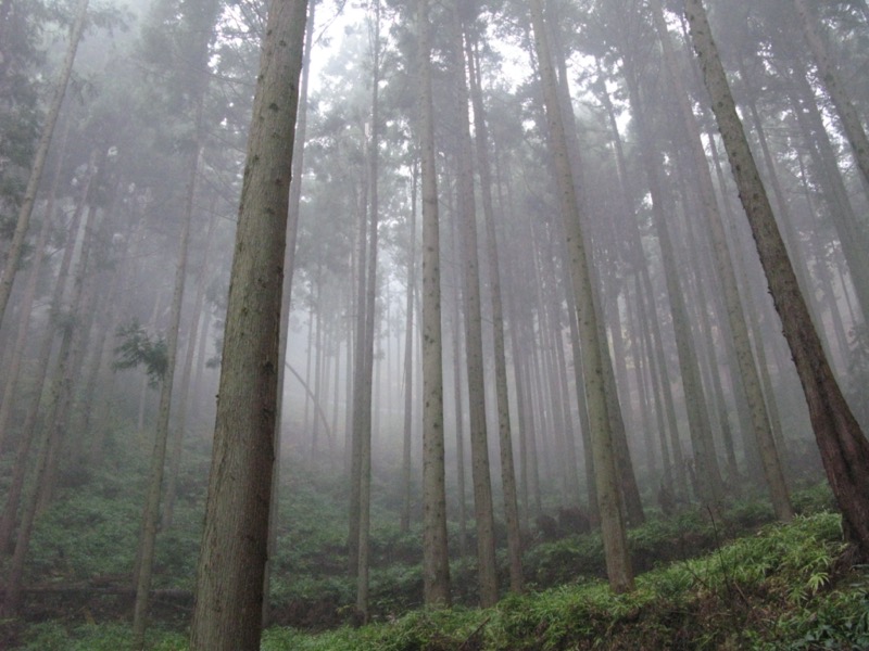 桜山