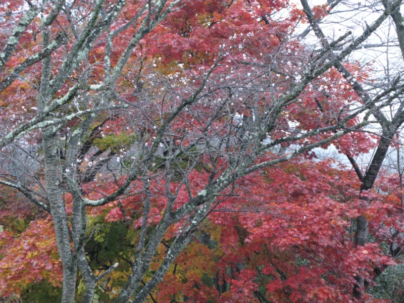 桜山