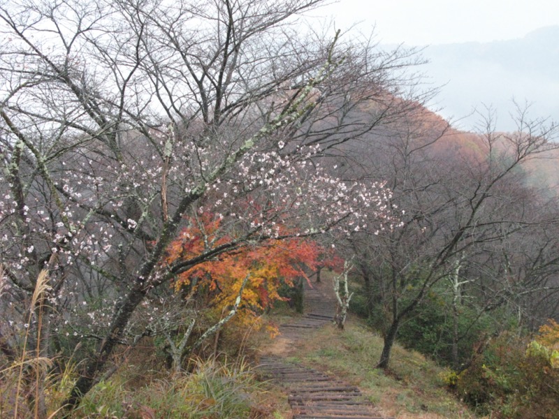 桜山