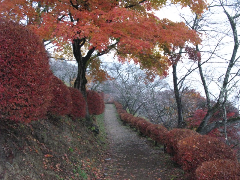 桜山