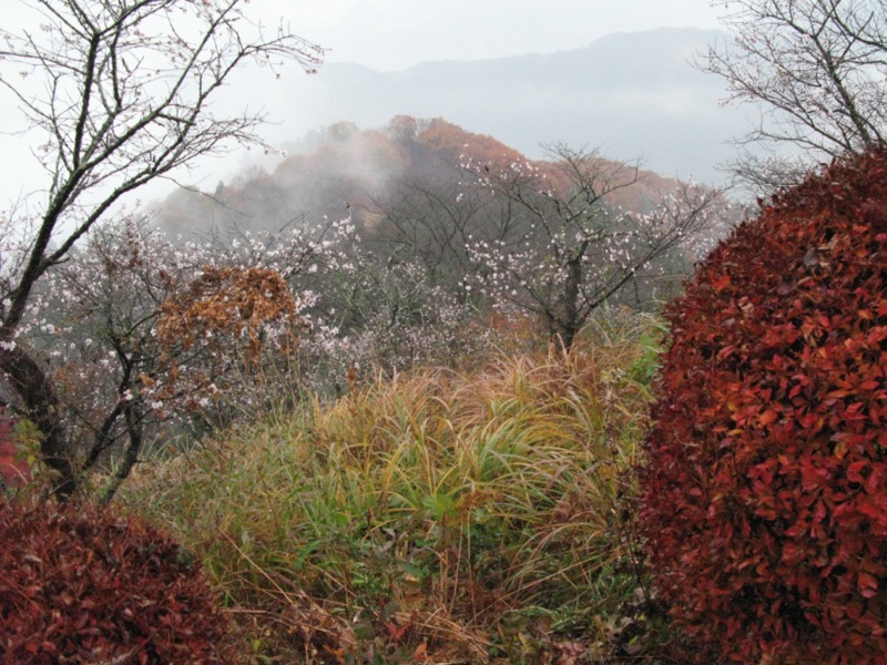 桜山