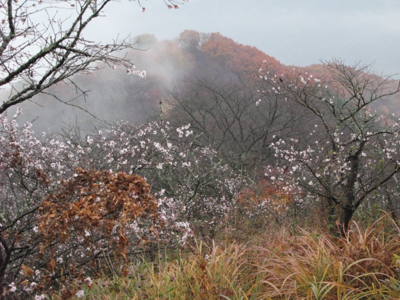 桜山