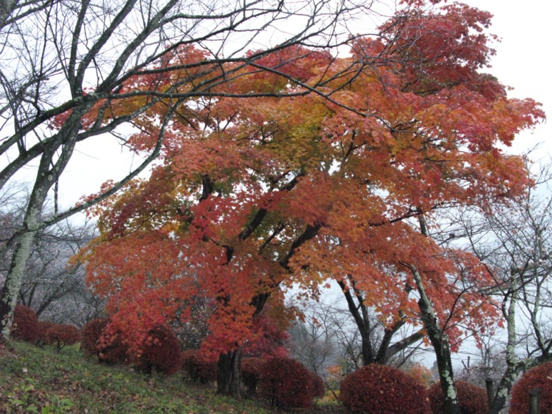 桜山