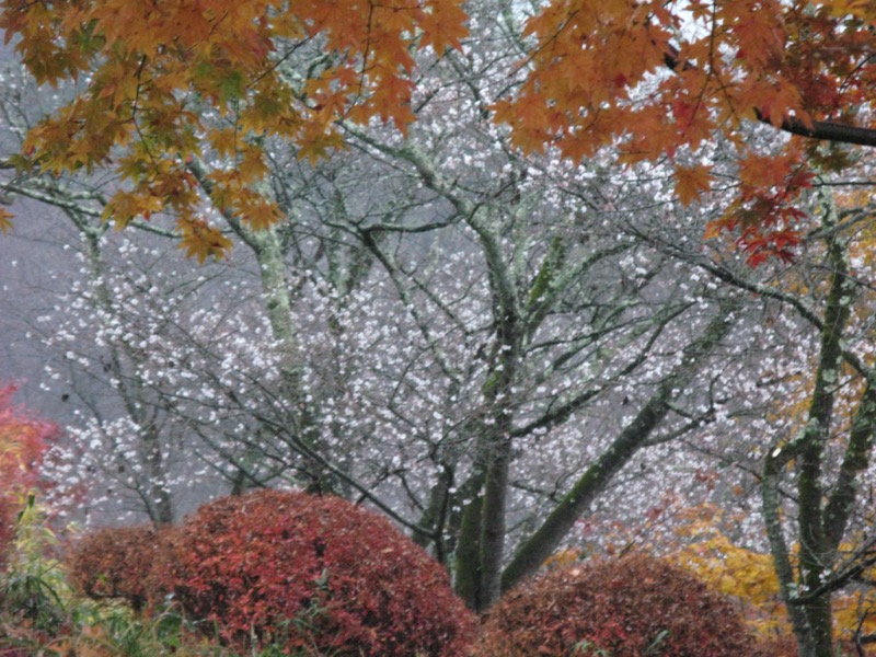 桜山