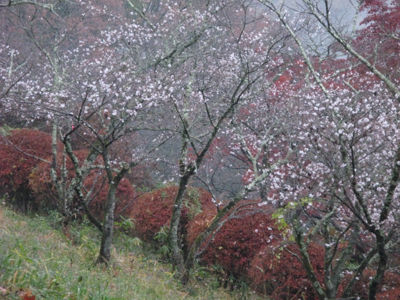 桜山