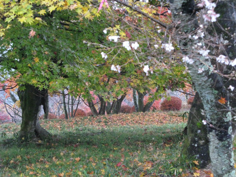 桜山