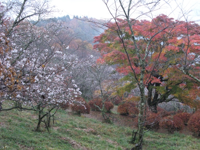 桜山