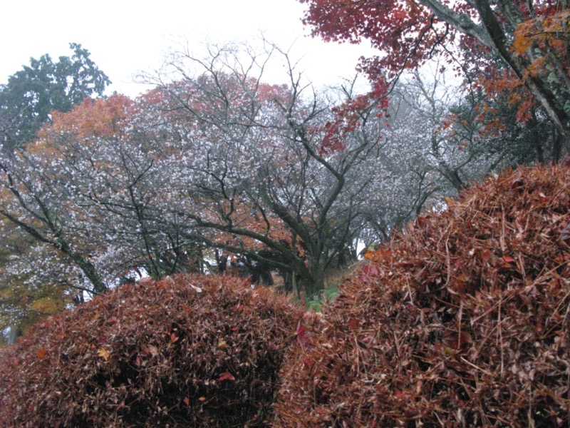 桜山