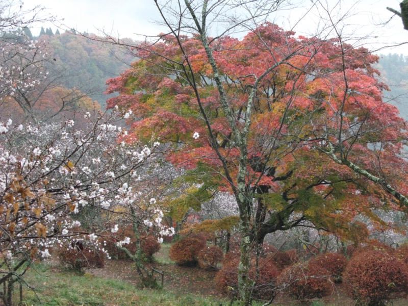 桜山