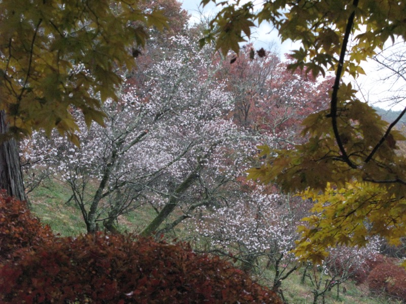 桜山