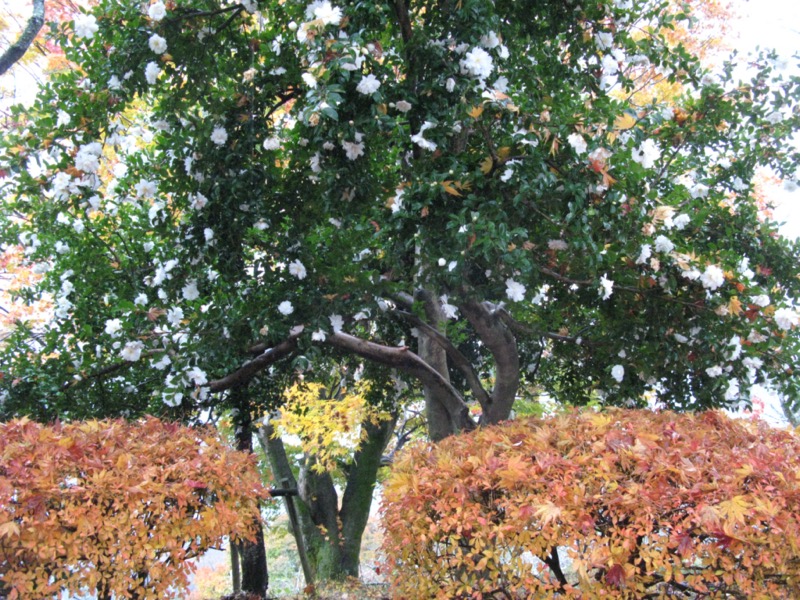 桜山