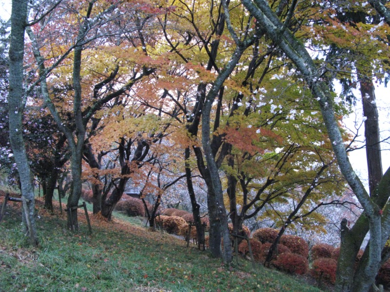 桜山