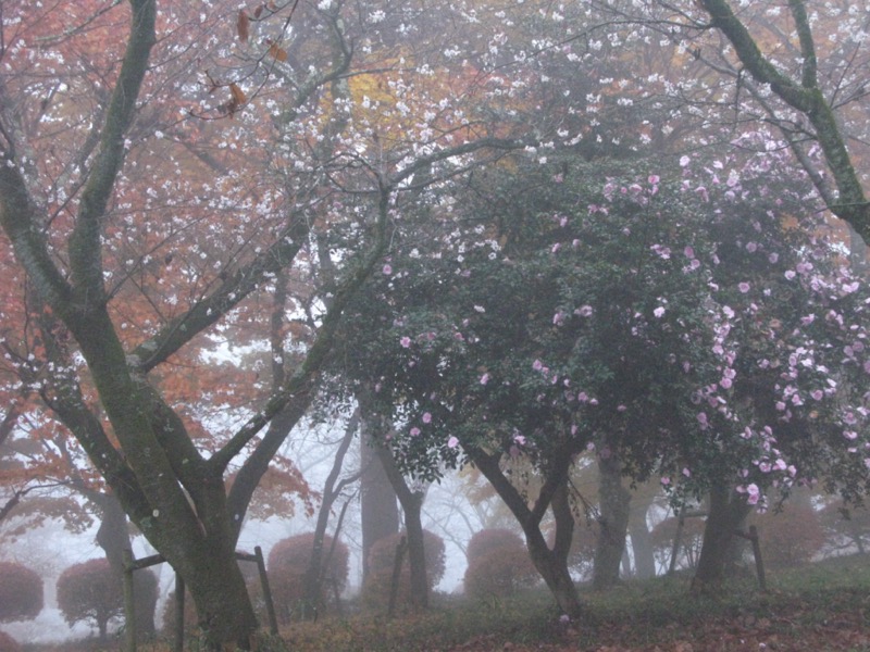 桜山