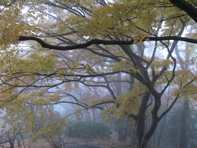 桜山