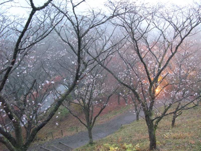 桜山