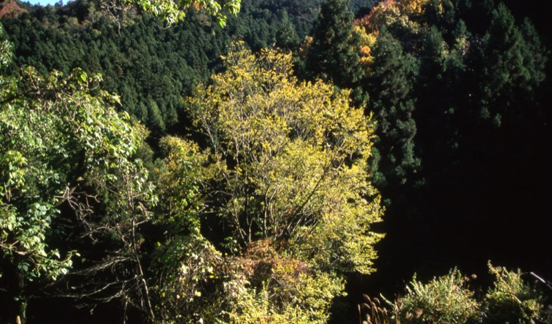 桜山