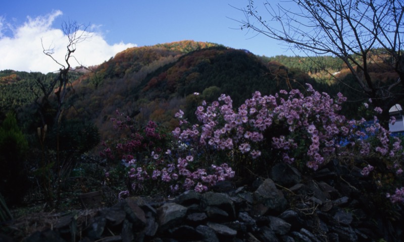 桜山