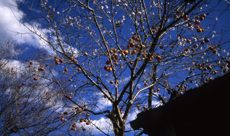 桜山