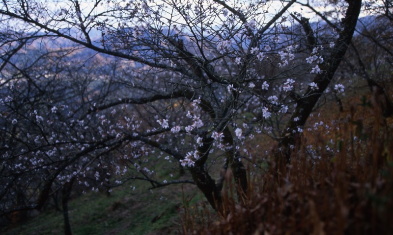 桜山