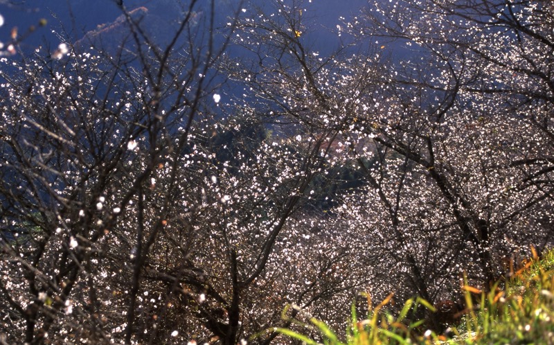 桜山