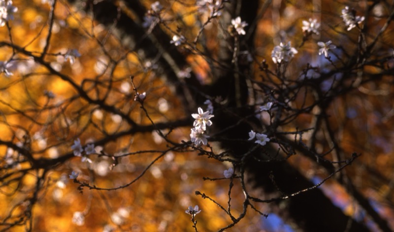 桜山