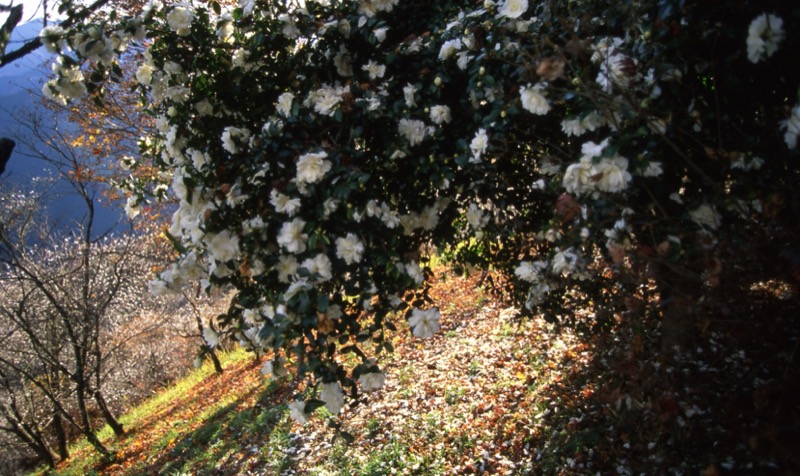 桜山