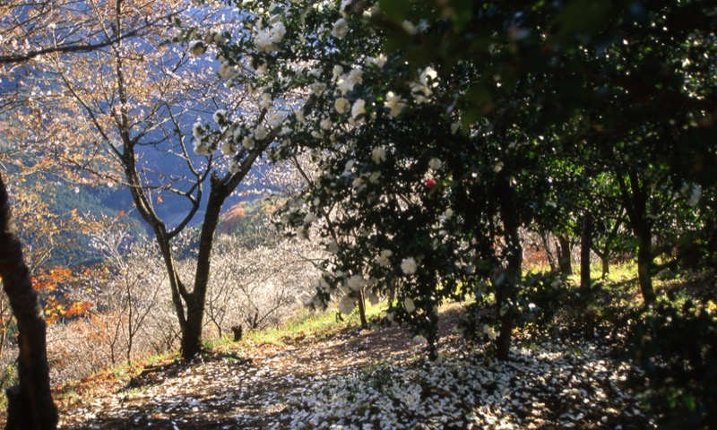 桜山