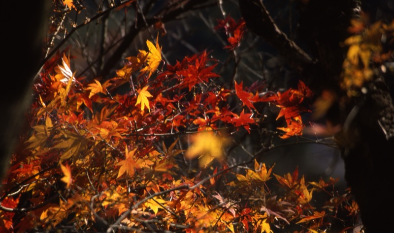 桜山